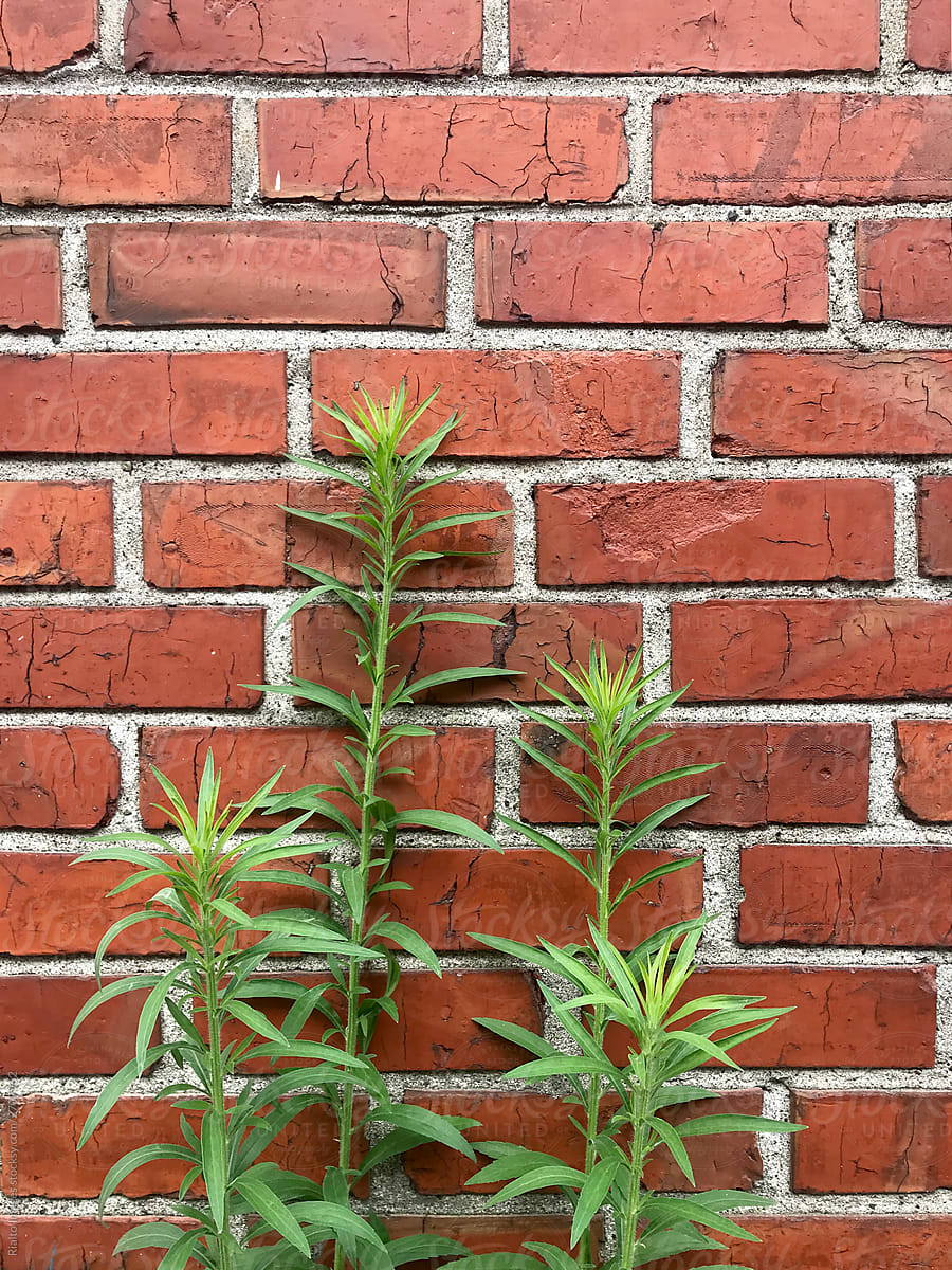 Weed growing in front of brick wall