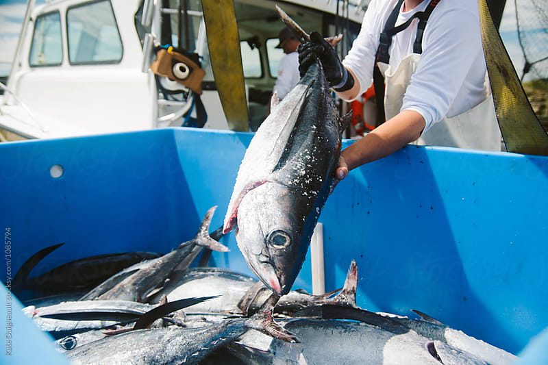 Fresh fish catch on a tuna boat