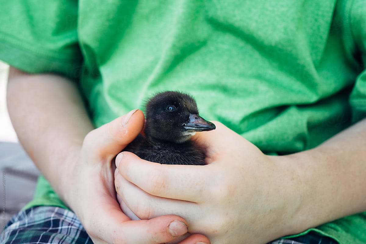 Young baby duck in a boy's hands