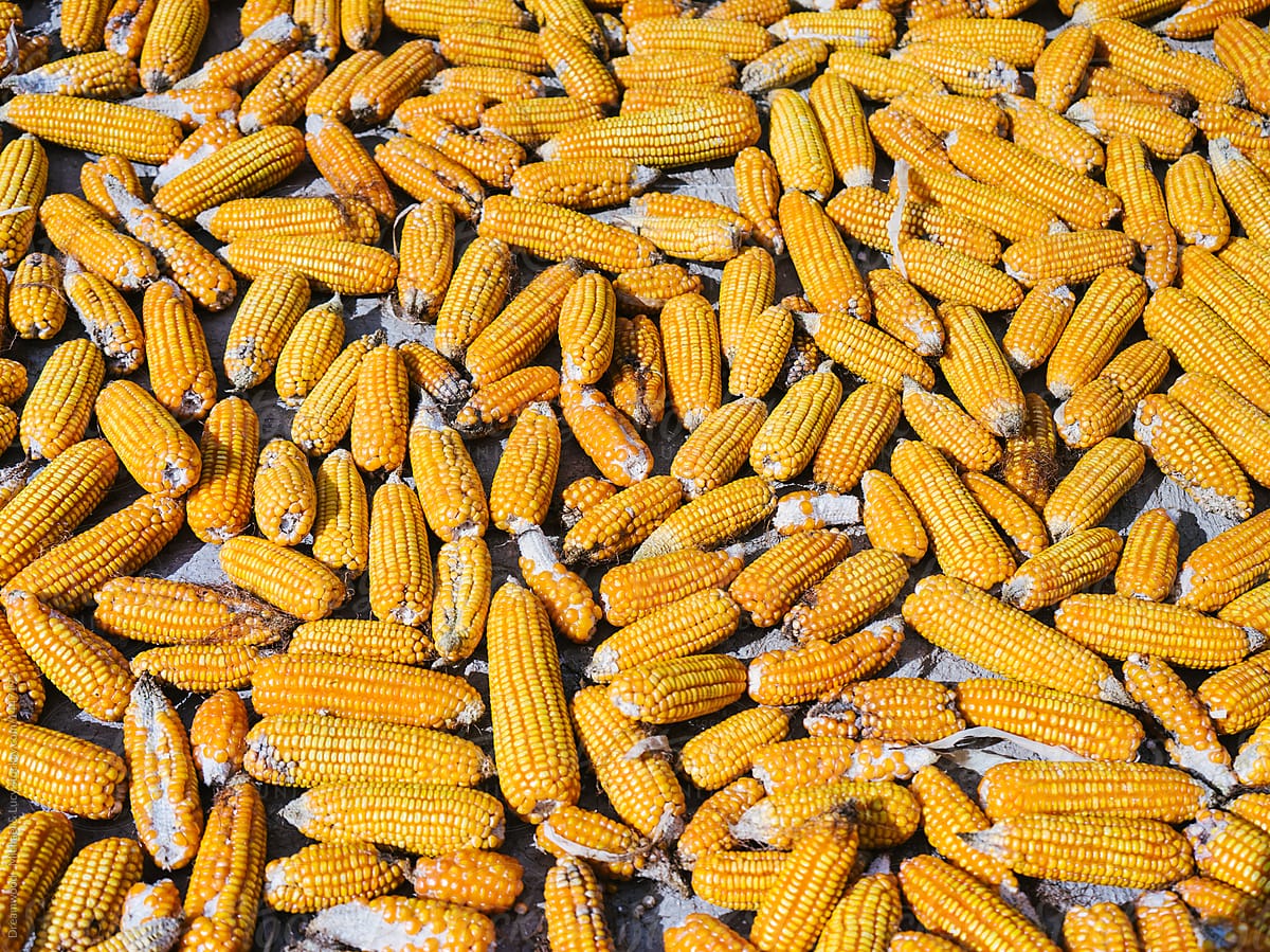 Yellow corns in sun