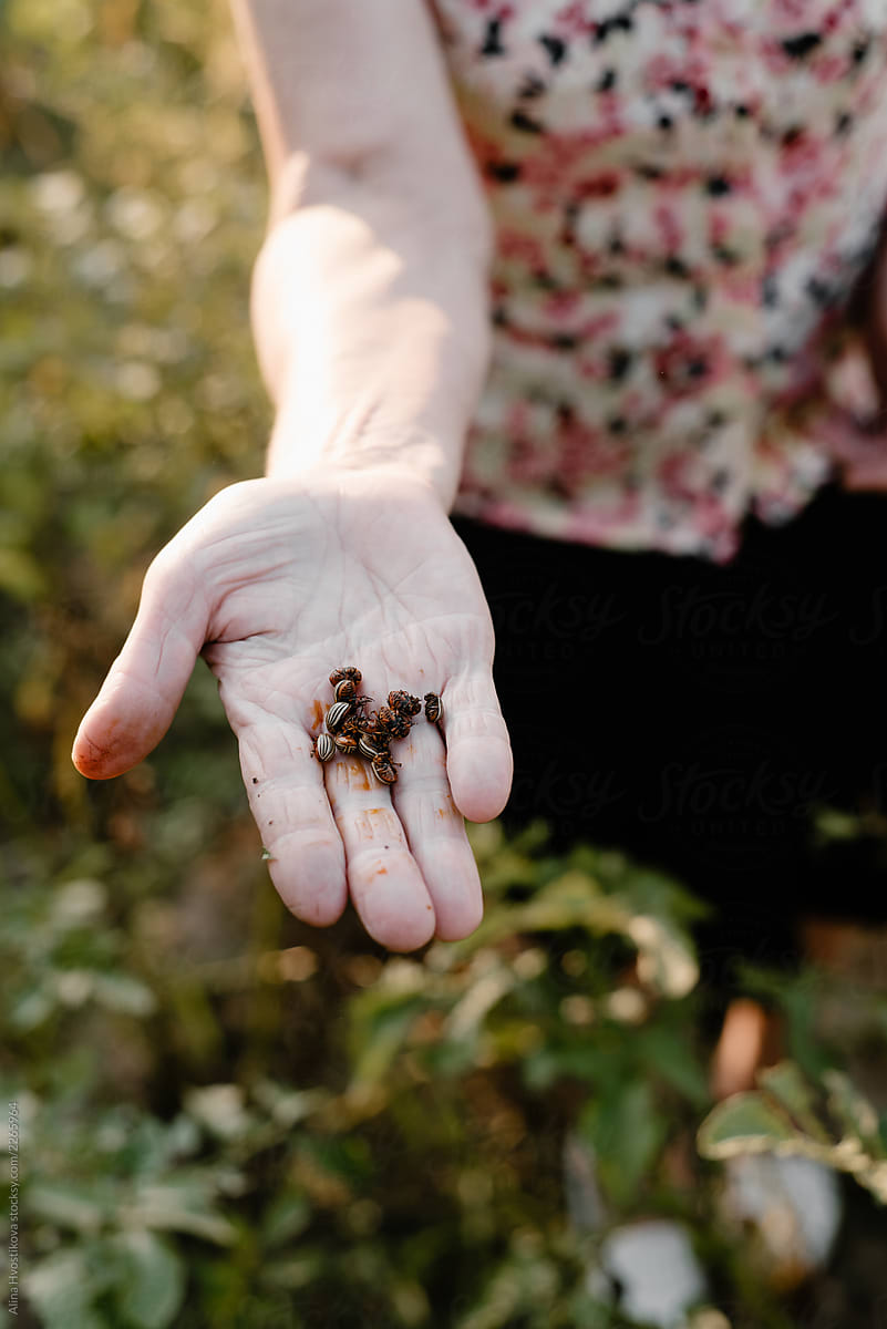 Woman showing Colorado beetles in hand