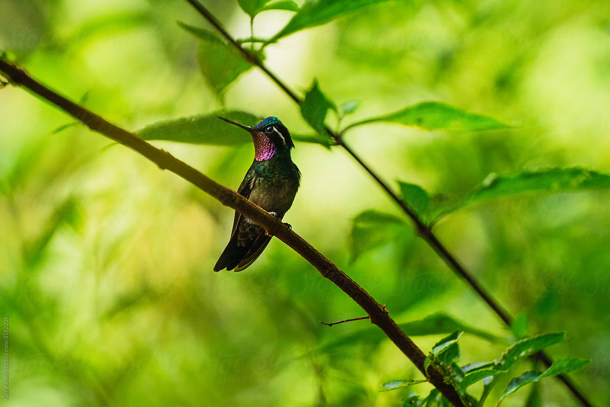 Hummingbirds in the forest of Costa Rica