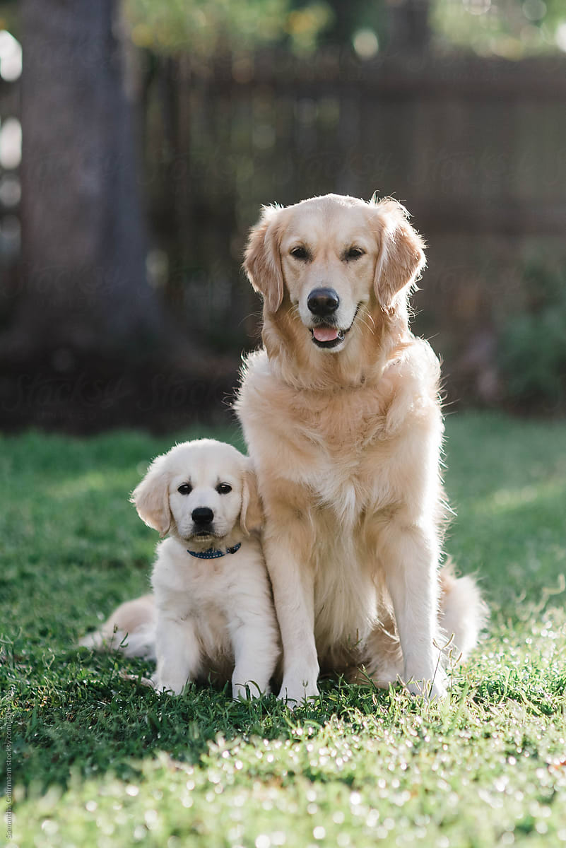 Adult and puppy golden retriever