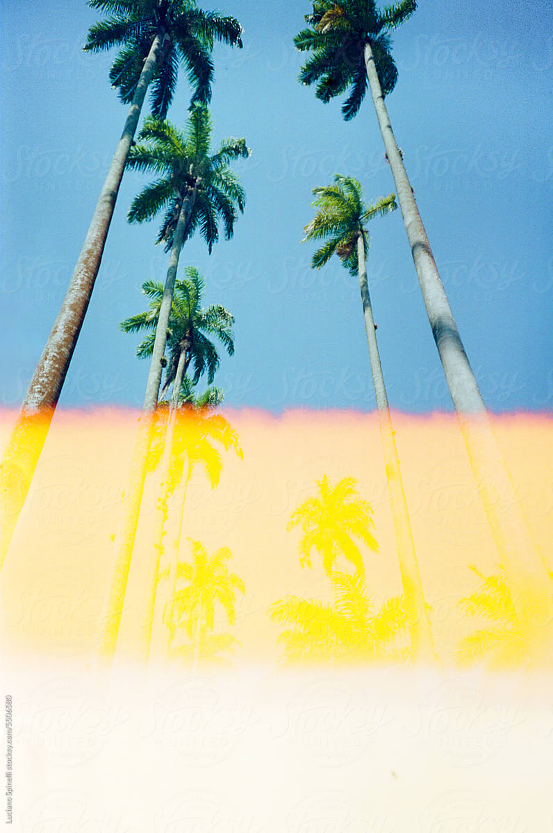 Tropical landscape with palm trees and light leak with copy space