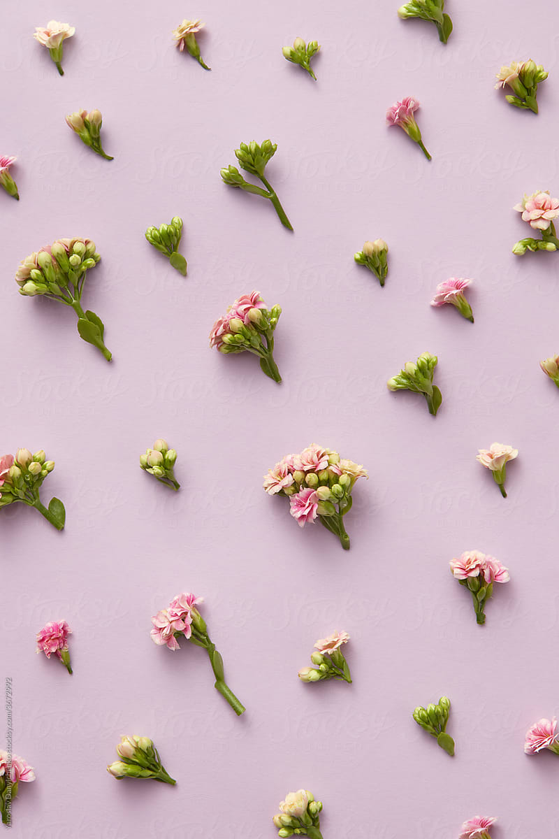 Flatlay of small spring flowers on violet background