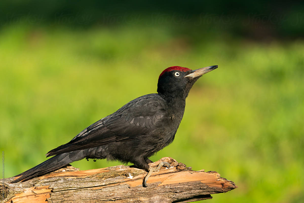 Beautiful Male Black Woodpecker Looking Up
