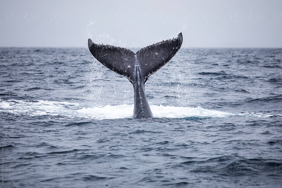 Humpback Whale Tail On Surface porSong Heming.