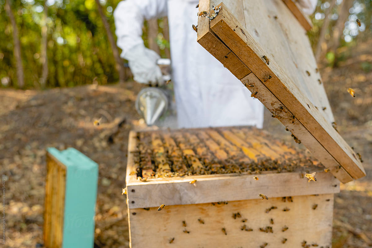Beekeeper collecting honey