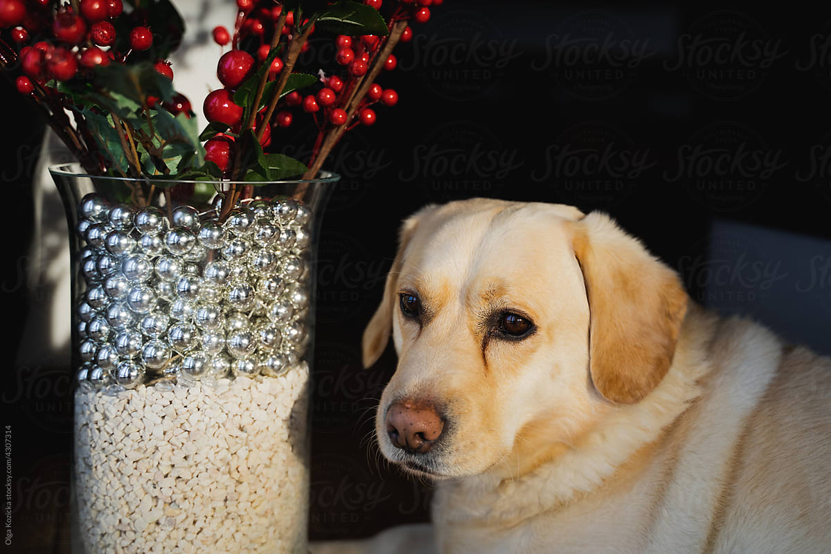Christmas Vase And Golden Labrador Crossbreed