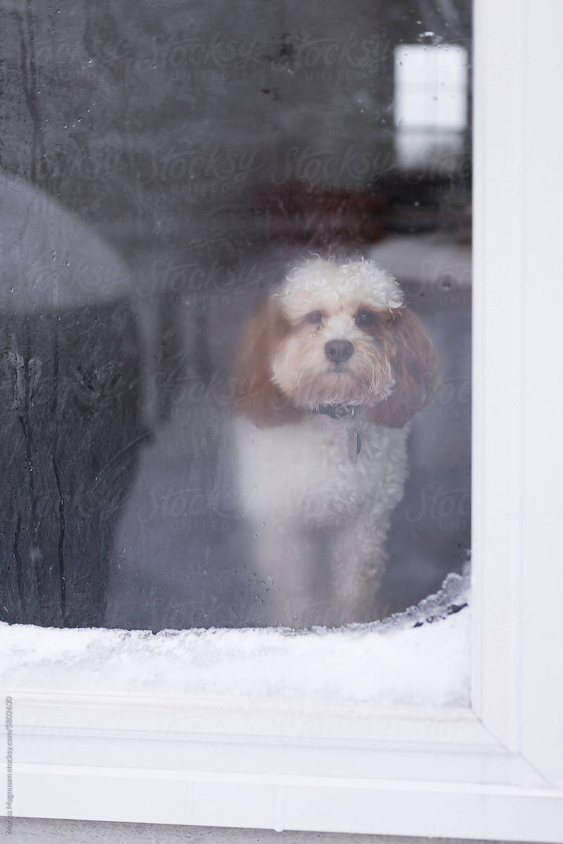 Dog looking out a snowy door