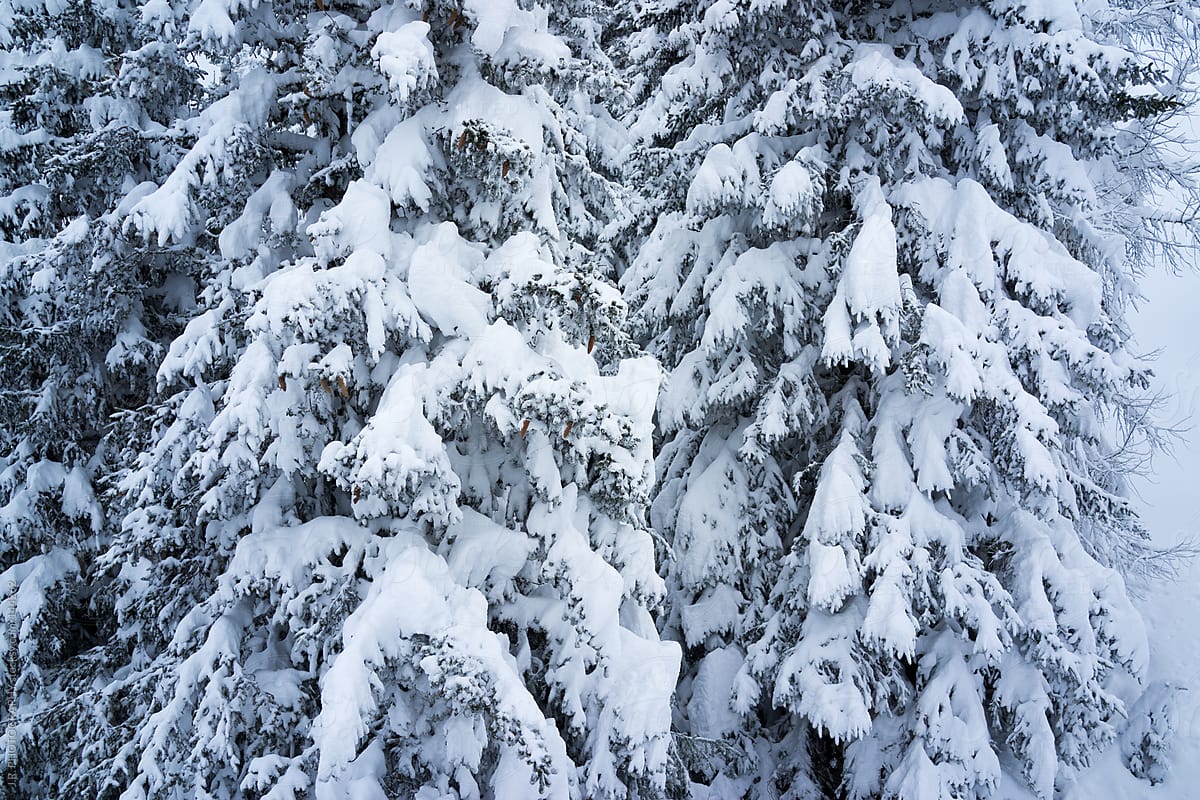 Snowy spruce