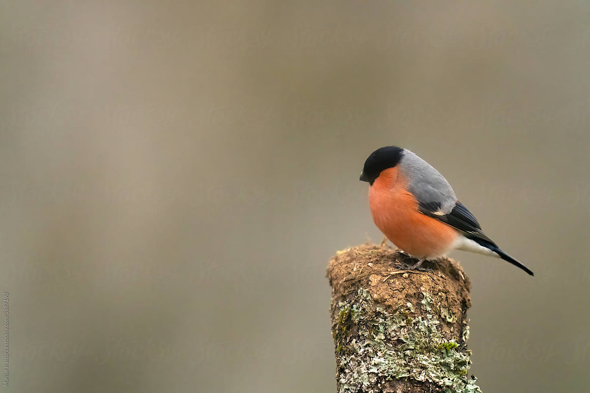 Side View Of A Male Bullfinch On Dry Leafless Tree Branch