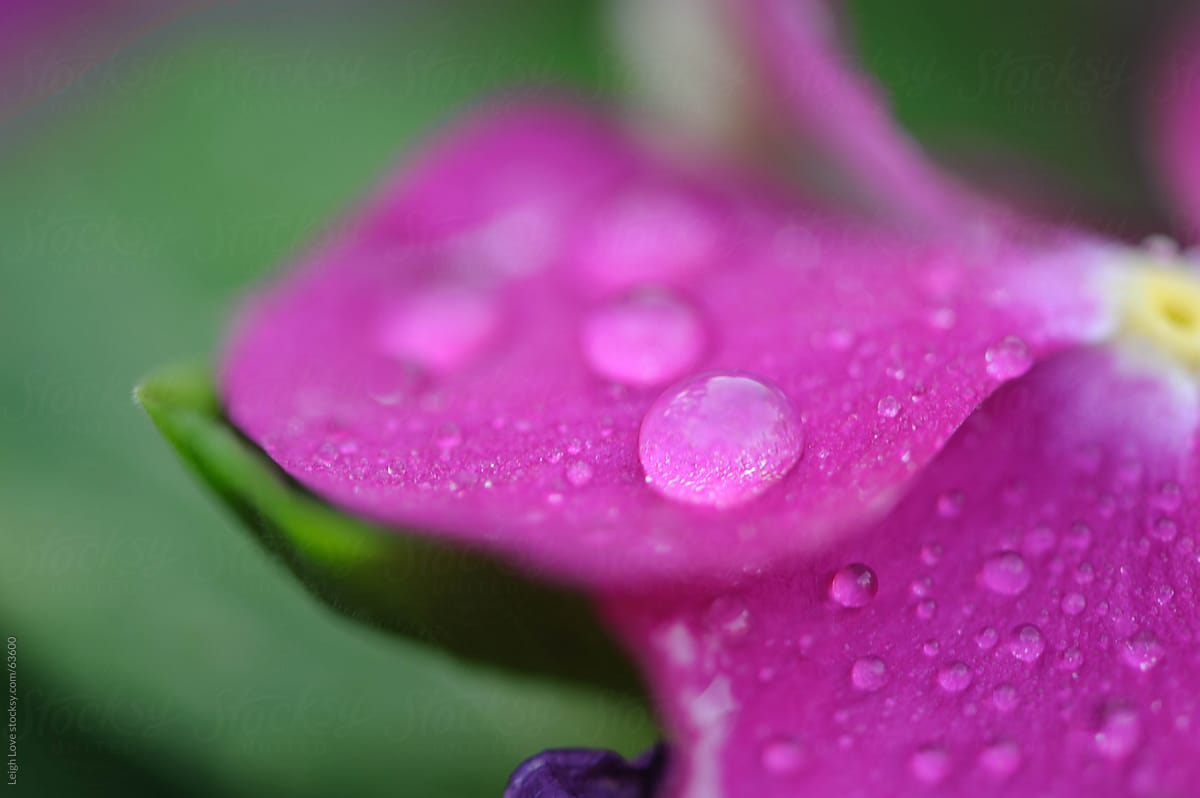 Water Droplets on a Pink Petal