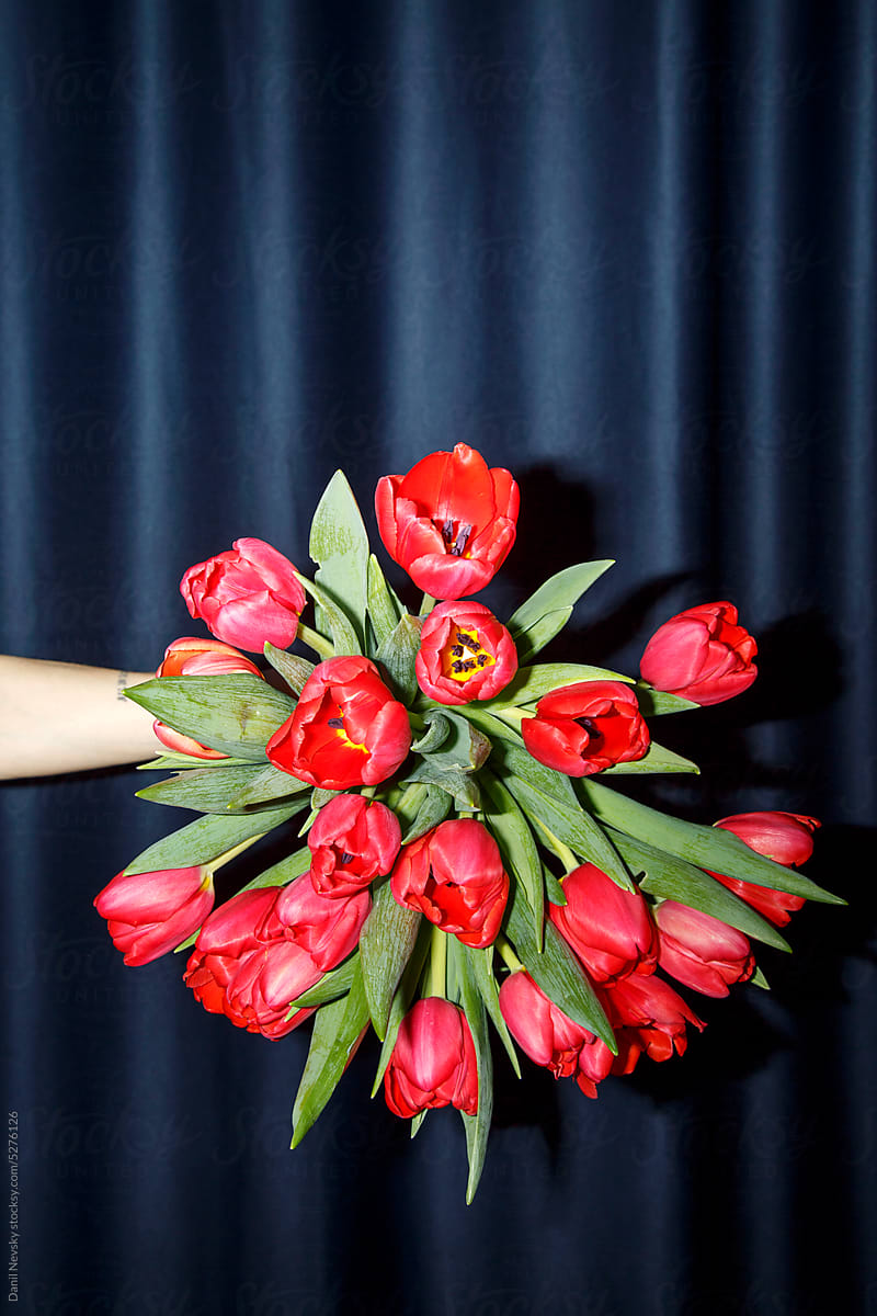 Crop person showing red tulips