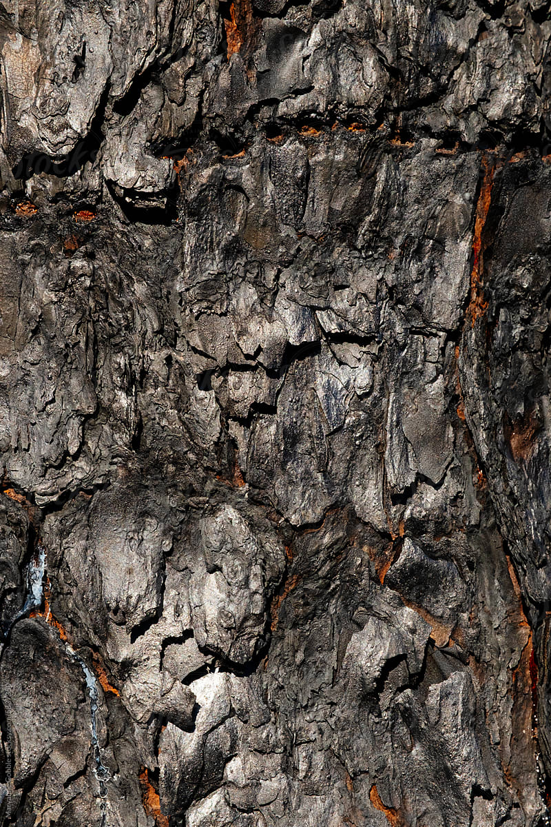 Burned Tree Bark After Forest Fire Wildfire