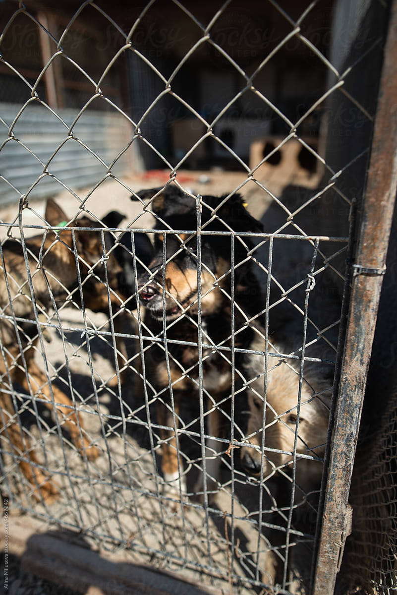 Dogs behind wire fence in doghouse