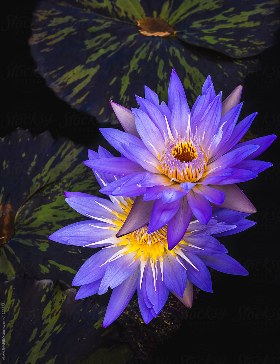 pair of blue and yellow water lilies