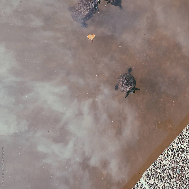 Turtles swimming in muddy water seen from above
