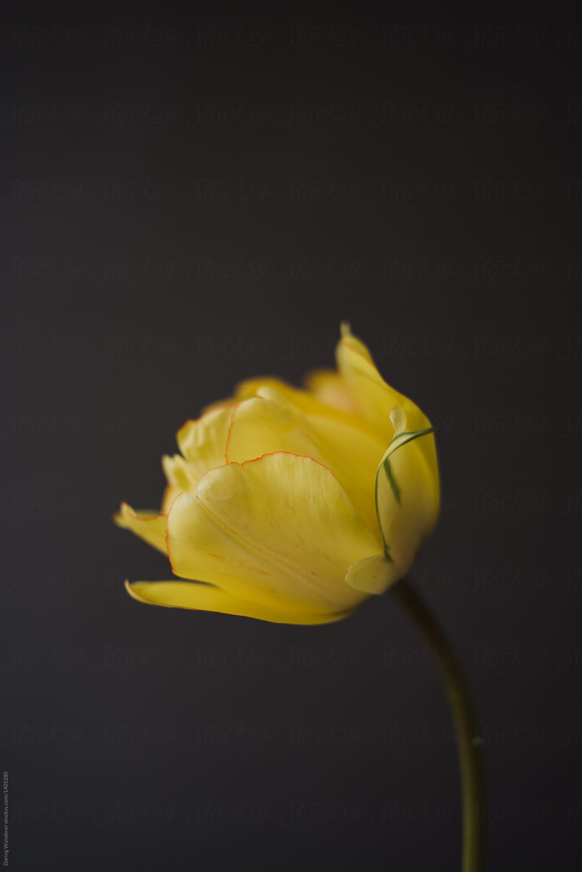 Single yellow tulip on dark background