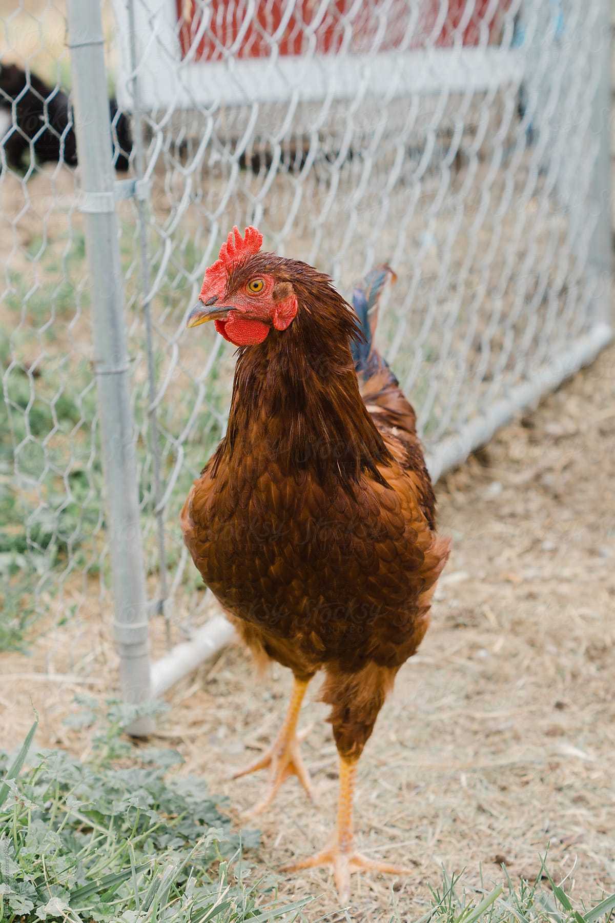 rooster strutting around chicken pen