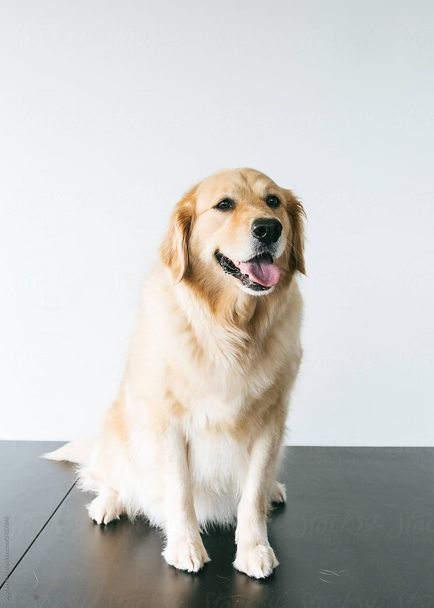 golden retriever head shots portraits