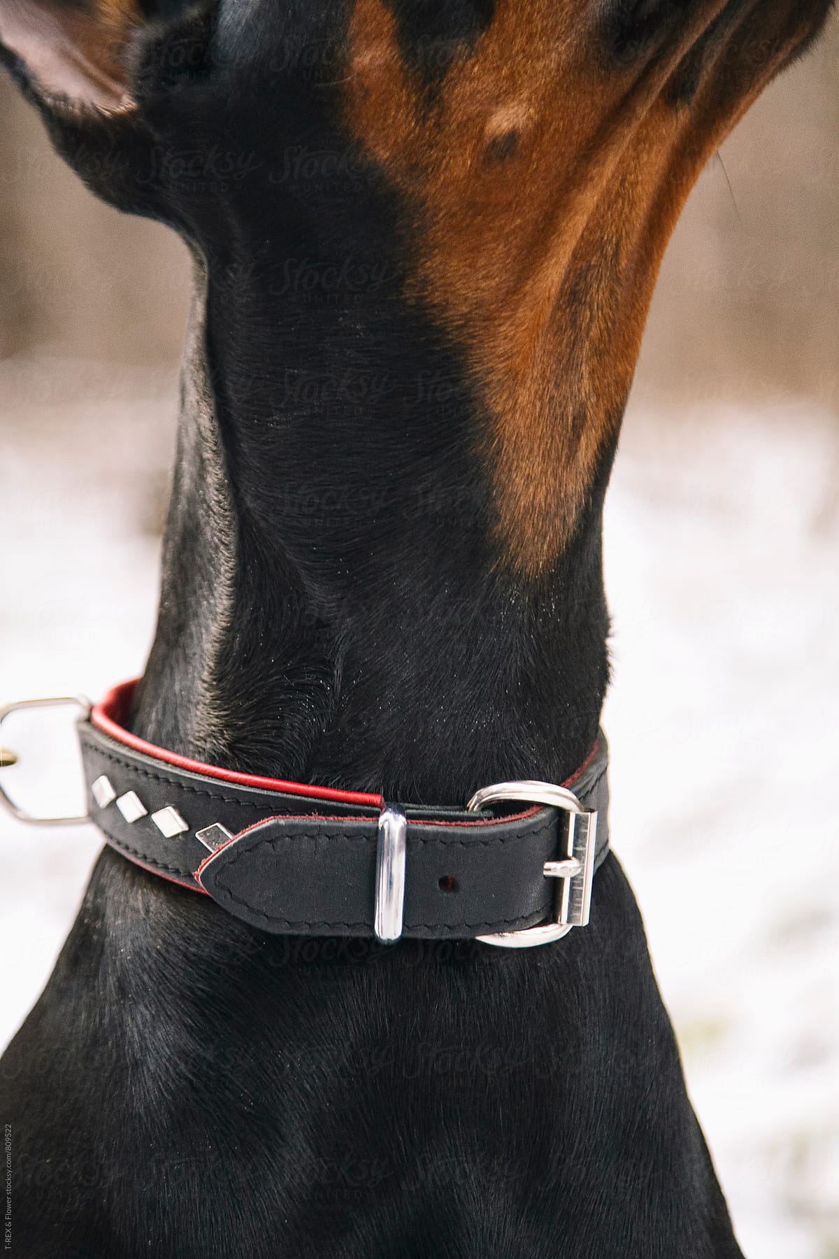 Dog\'s neck in dog collar