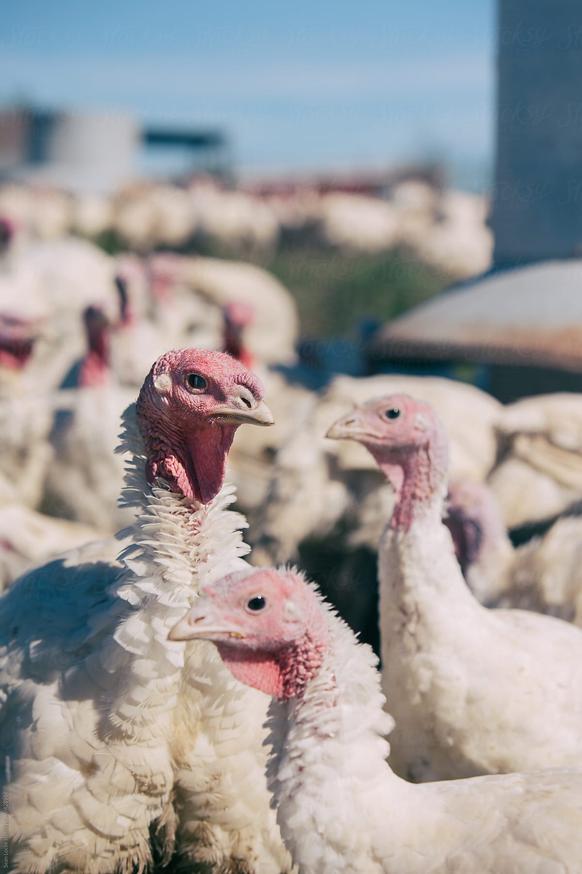 Farm: Group Of Turkeys Standing By Feeding Trough