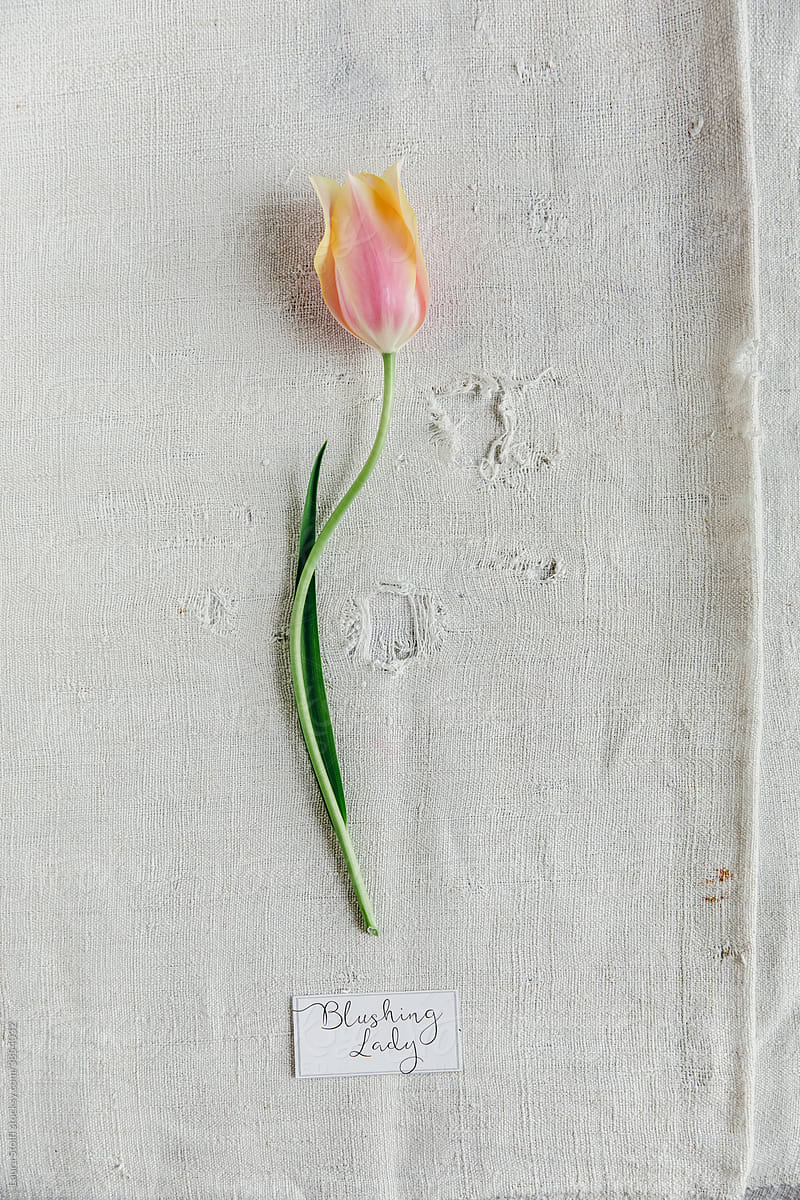 Tulip on old canvas cloth