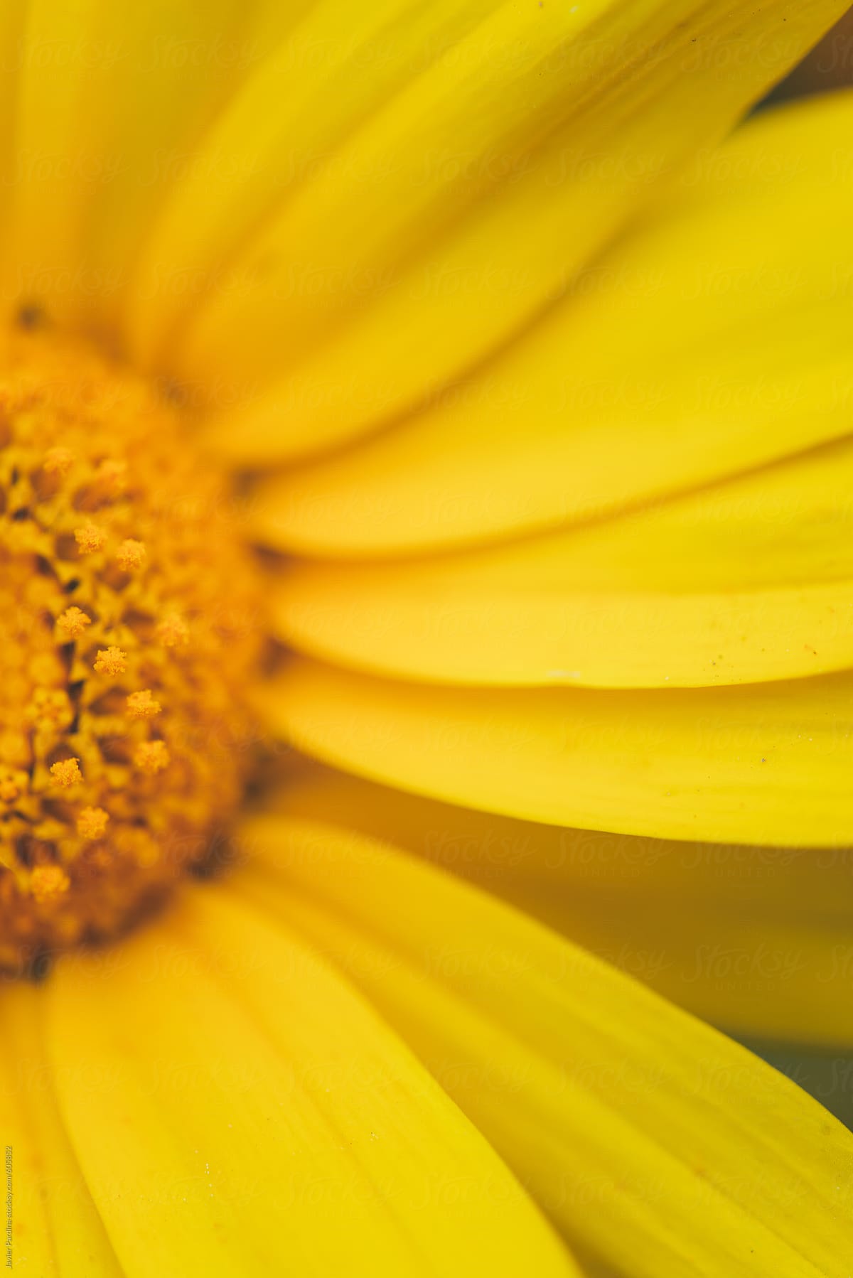 Closeup of yellow flower