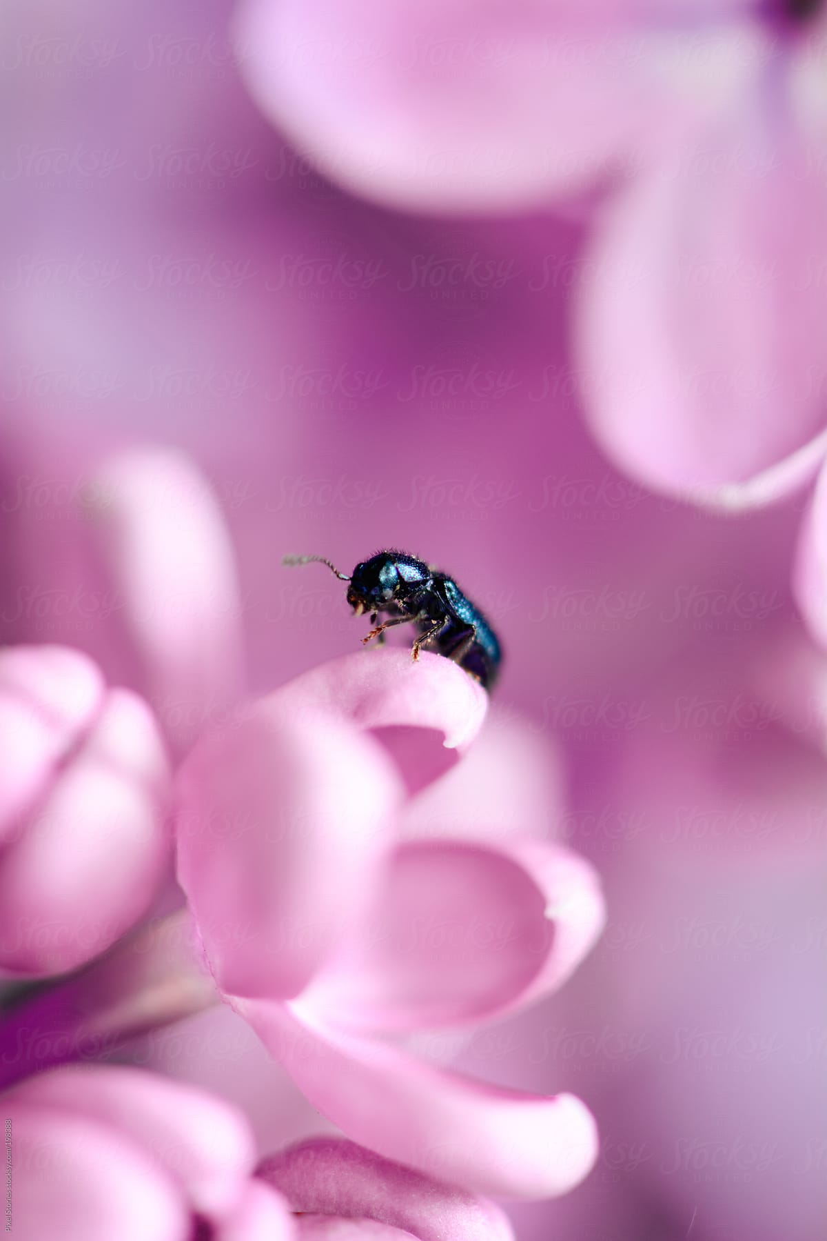Cute bug on lilac
