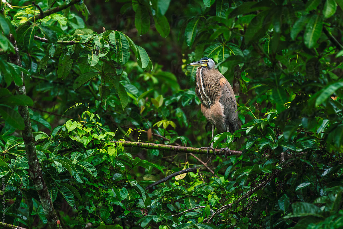 Beautiful Tiger Heron in Costa Rica