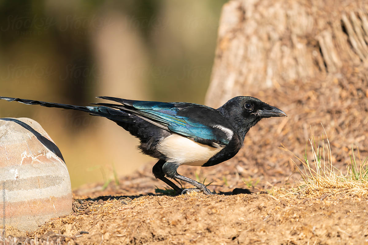 Side View Of An Eurasian Magpie