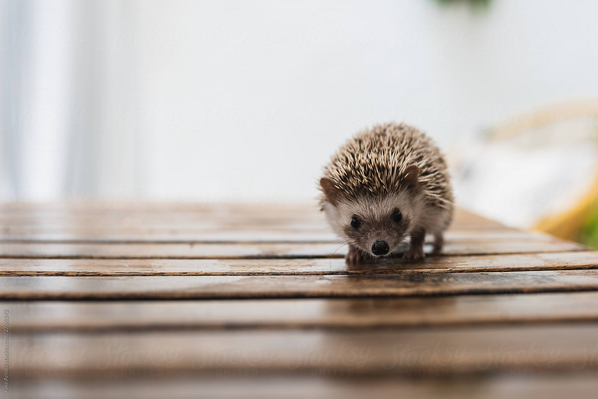 gorgeous little african hedgehog