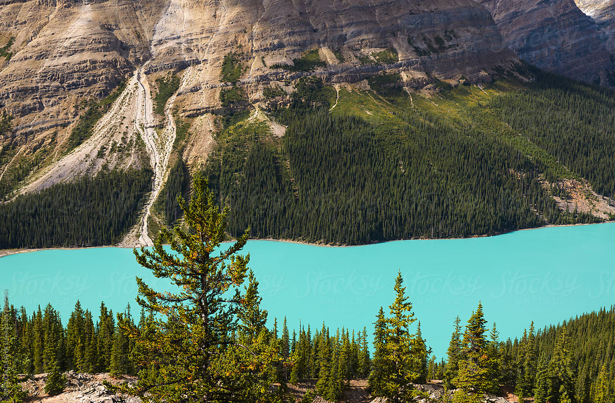View from Bow Summit of Peyto lake in Banff National Park, Alberta, Canada.