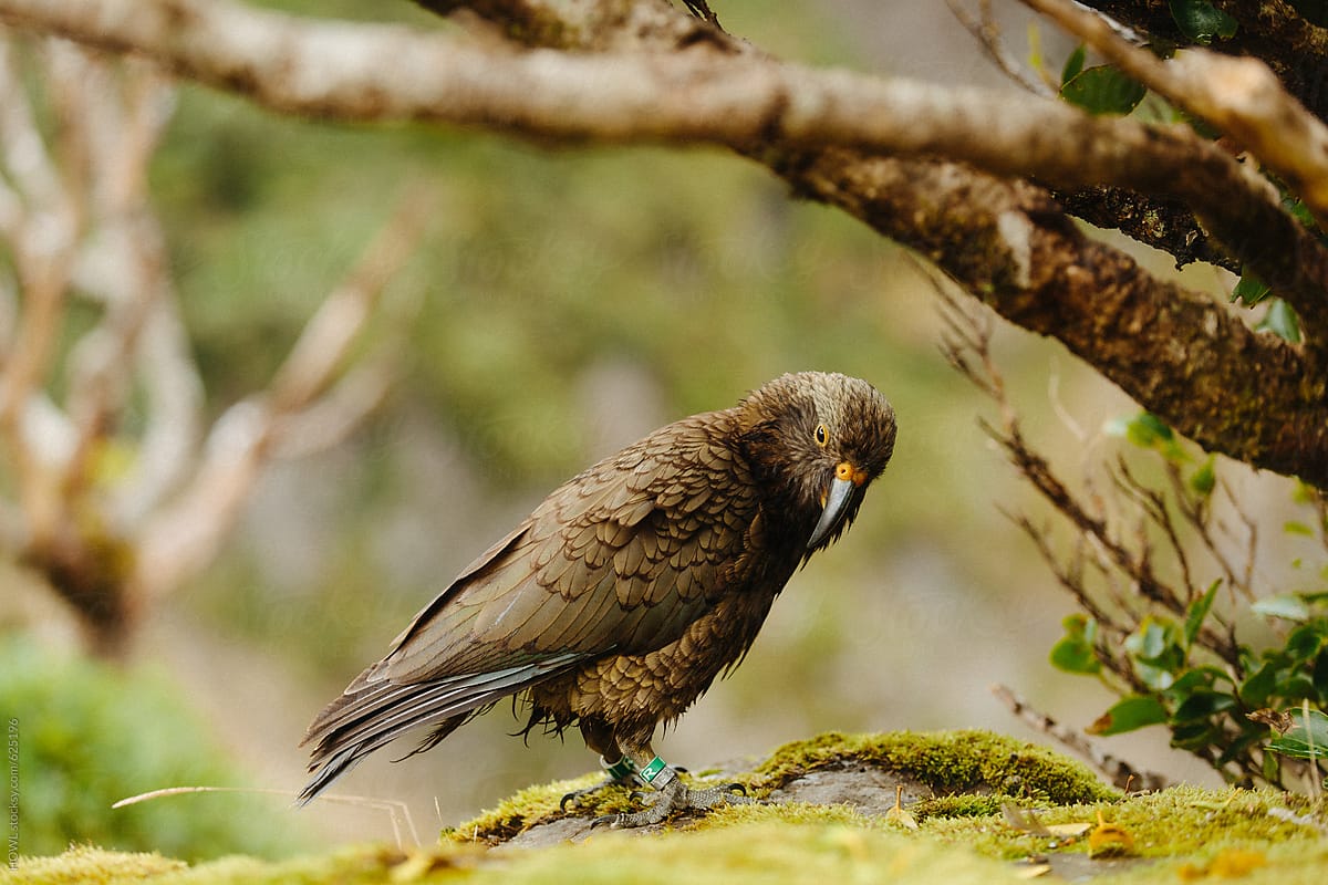 A Kea bird in it\'s natural setting, a mountaintop in New Zealand