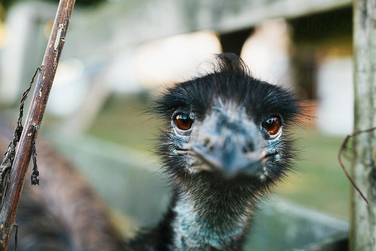 emu staring at the camera