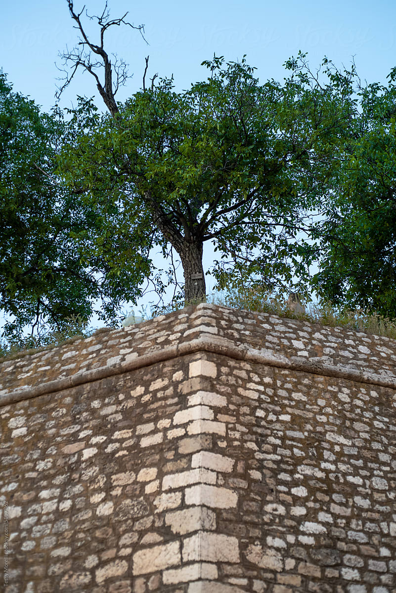 Žuta Tabija, Yellow Bastion, stone wall details with tree