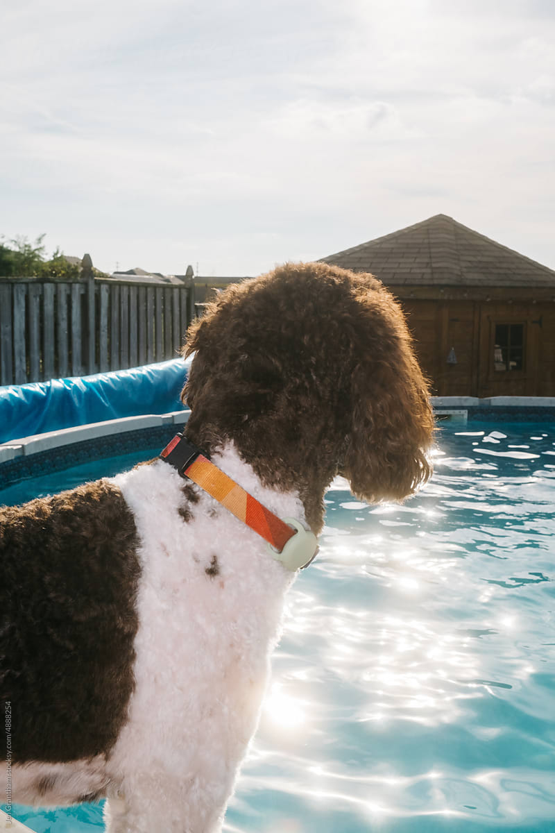 Dog and pool