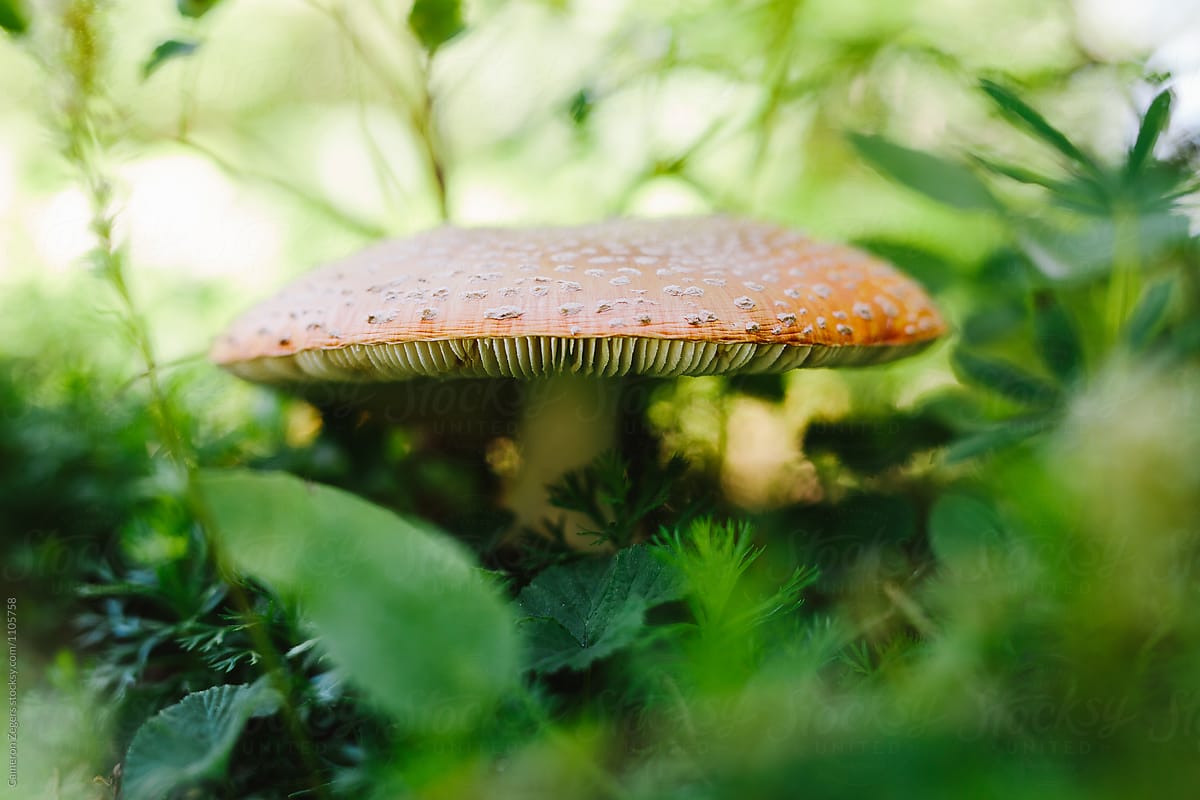 woodland mushroom