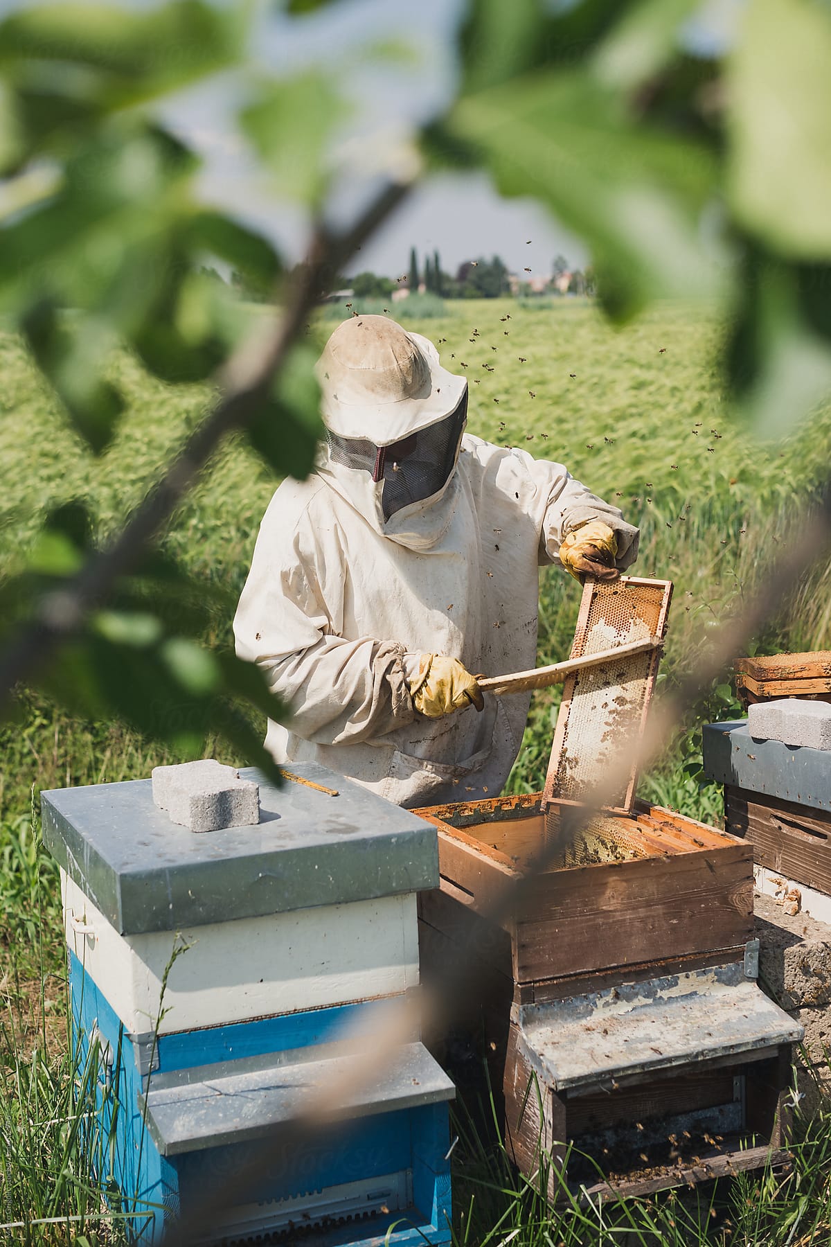 Beekeeper in the field