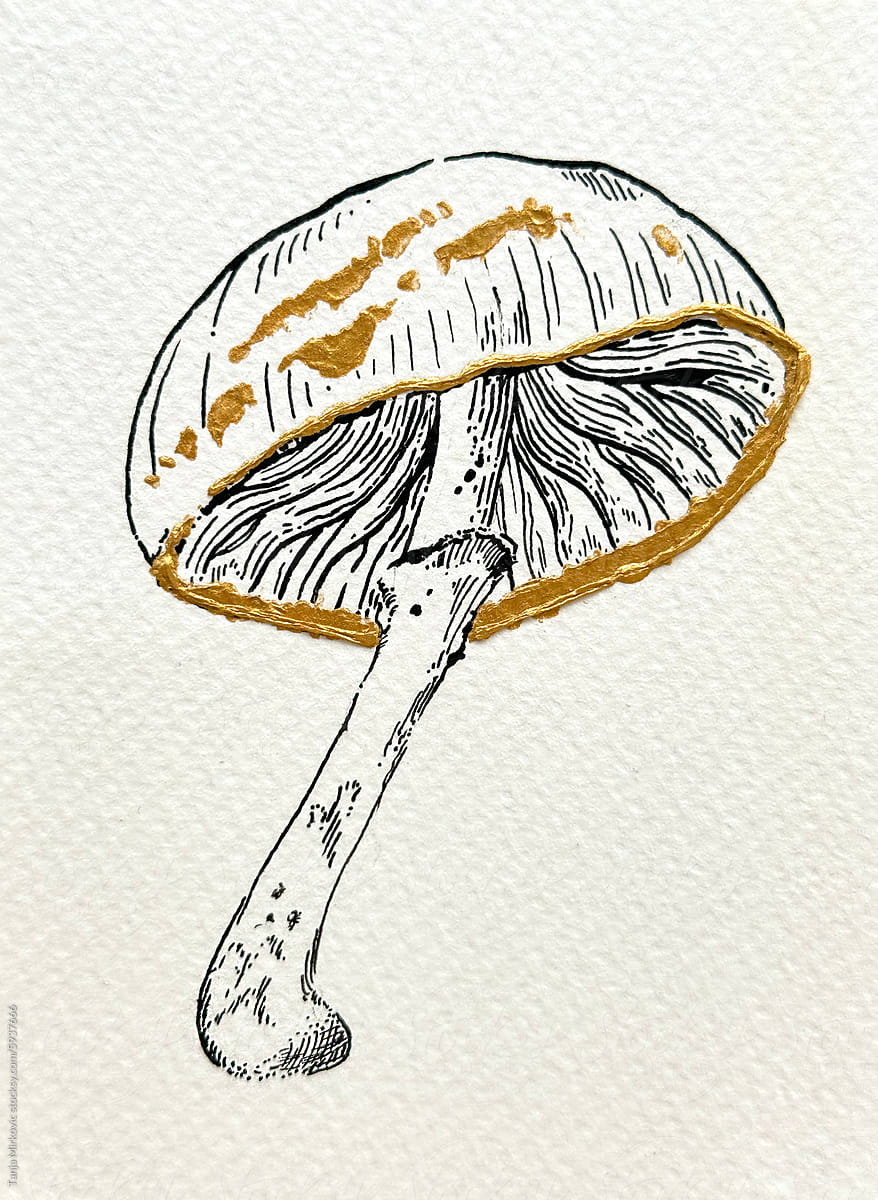 Mushroom Oudemansiella Mucida drawing