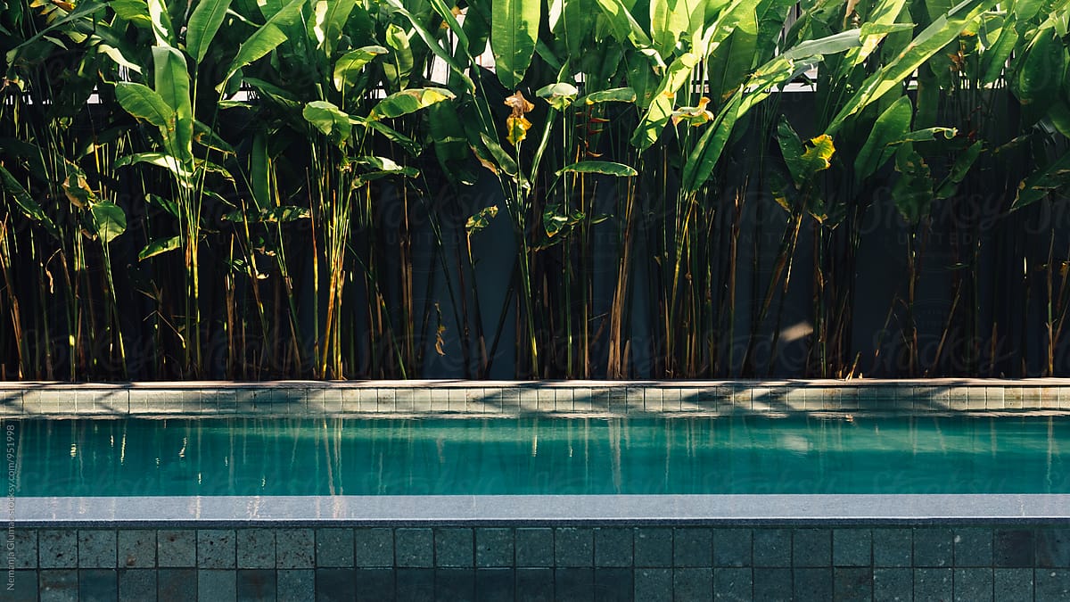 Serene View Of A Swimming Pool Surrounded By Palm Leaves Del Colaborador De Stocksy Nemanja