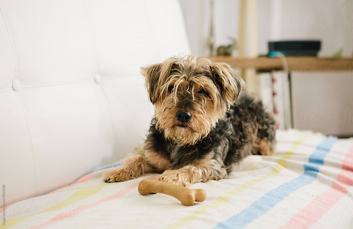 Yorkie crossbreed dog with bone