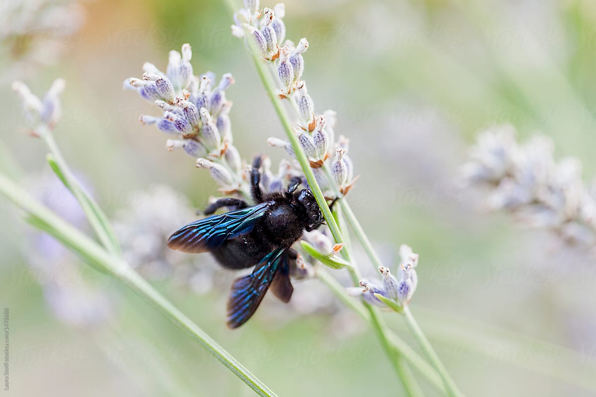Close up of beautiful carpenter bee on lavender flower