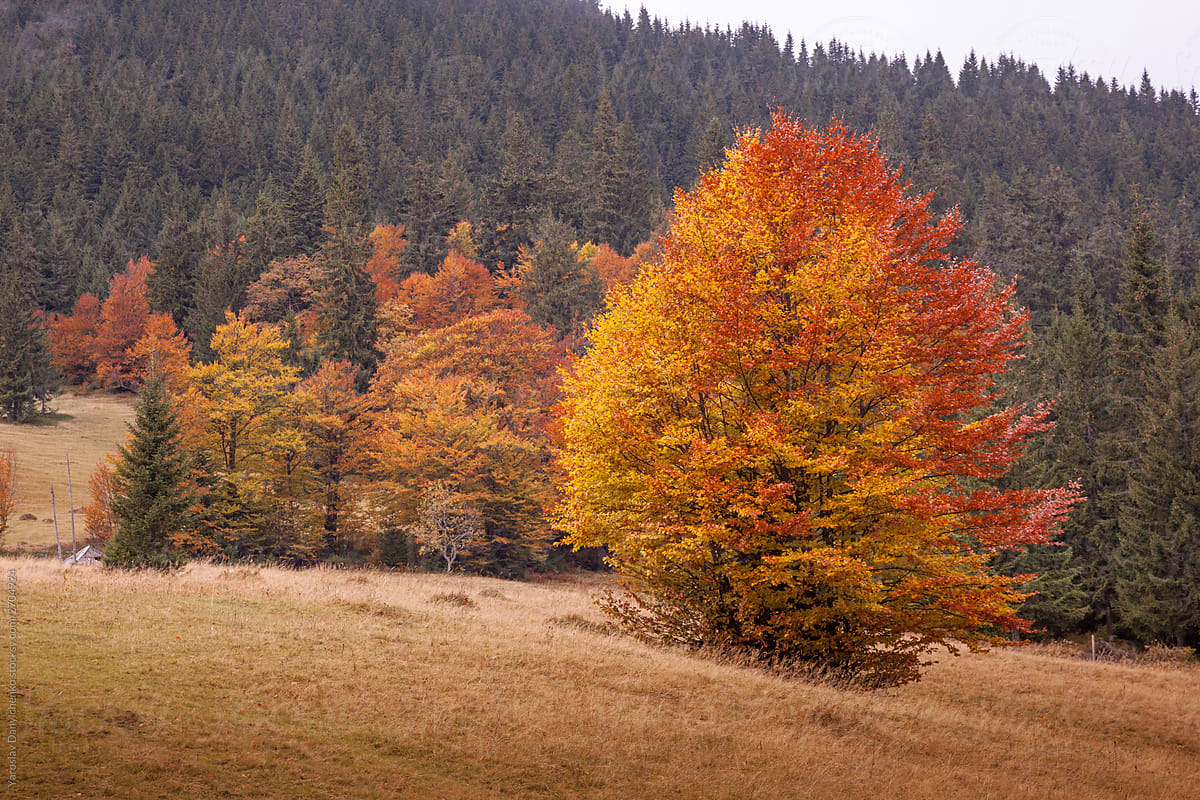 Autumn tree on a forest background.
