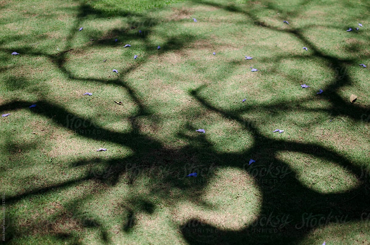 Tree shadow at the grassy ground