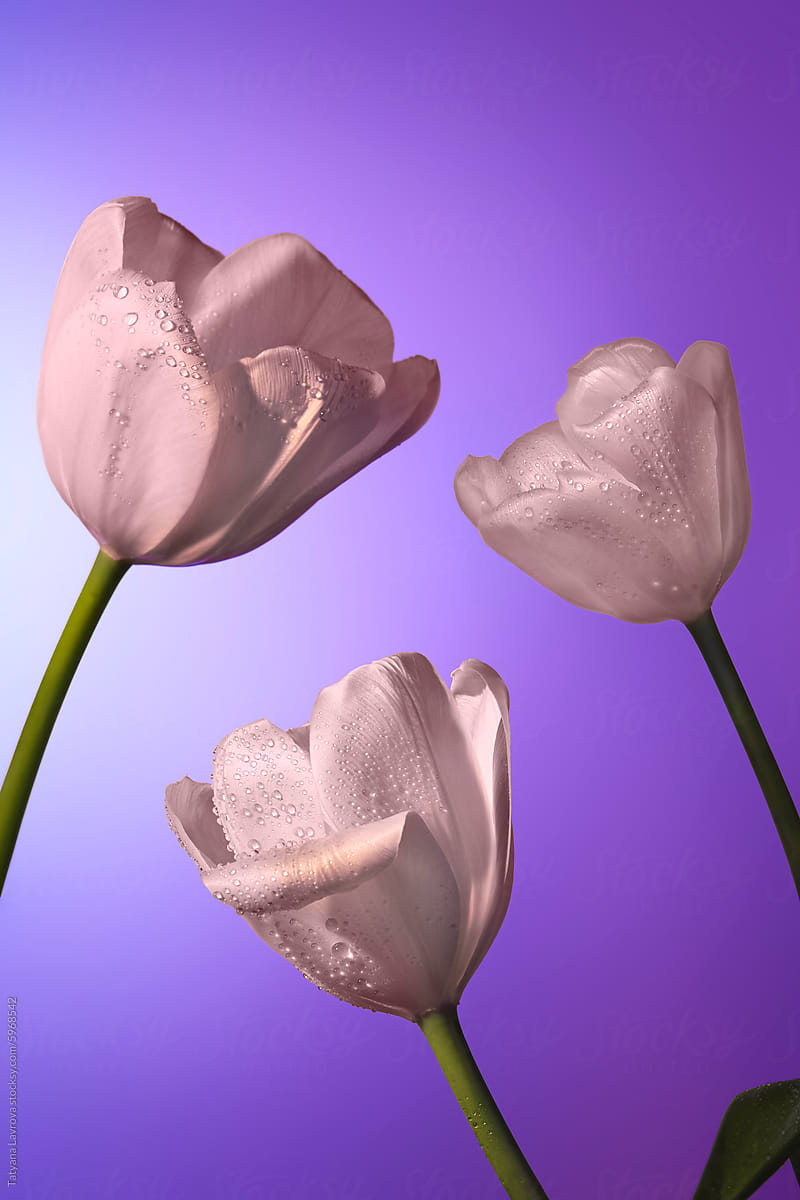 Three elegant tulips against gradient purple blue background.