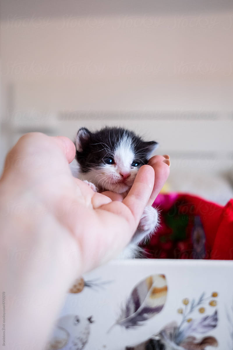 Newborn baby kittens adopted from the street