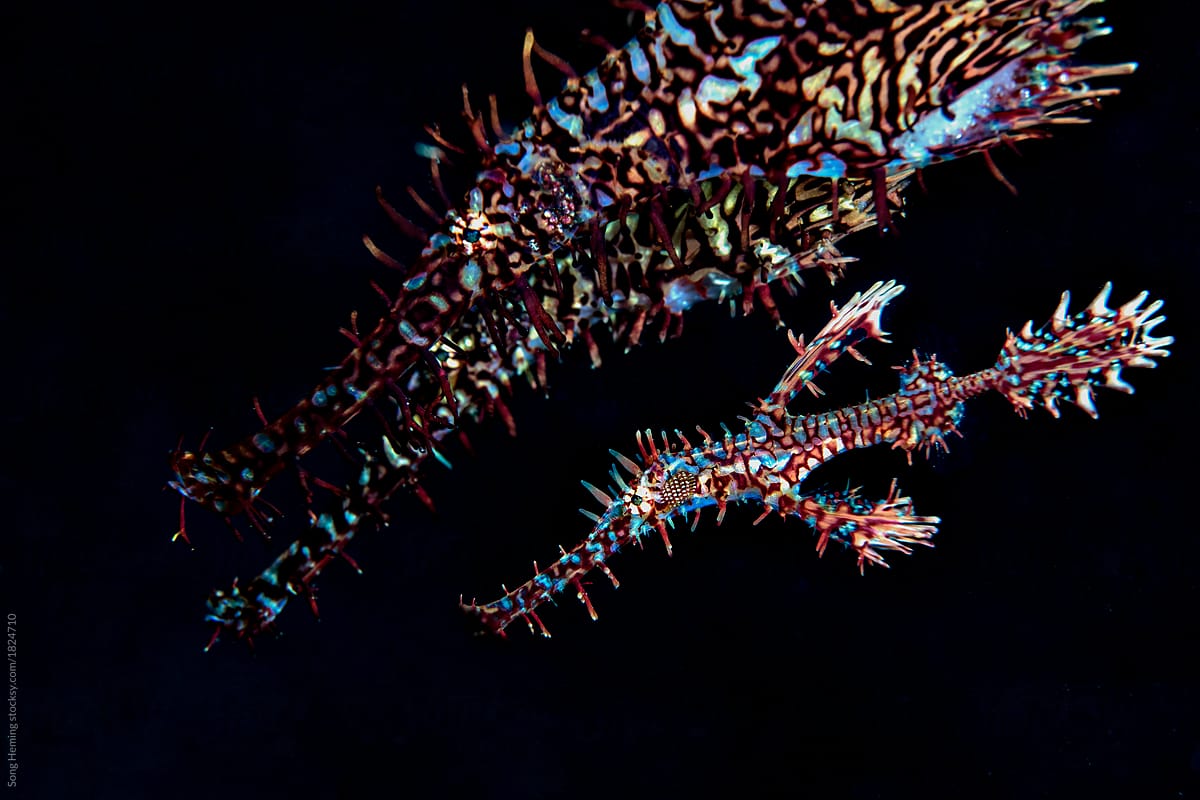 Ghost pipefish family