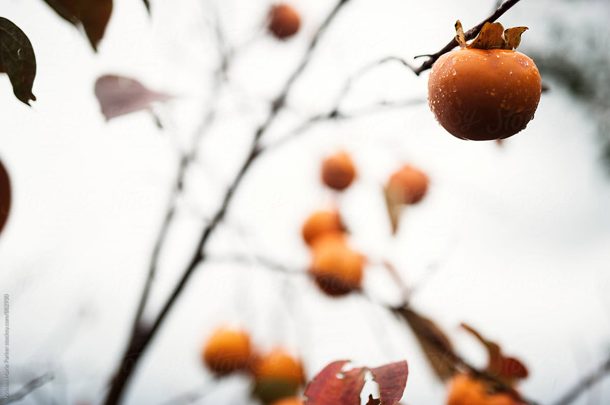 persimmon fruits hanging from tree covered in rain drops